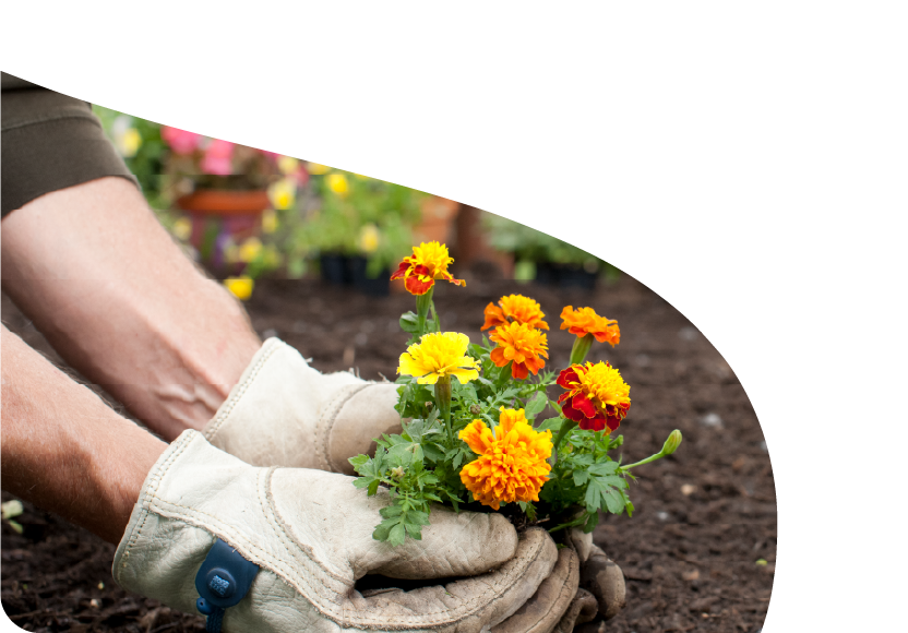 A hands planting flowers. 