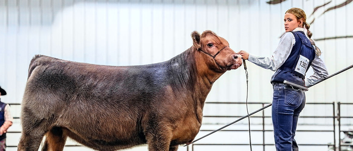A teen girl in blue jeans and vest holds a steer at a livestock show 