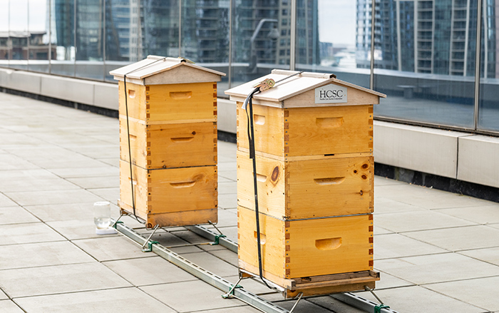 Honeybee hives pollenate urban surroundings.